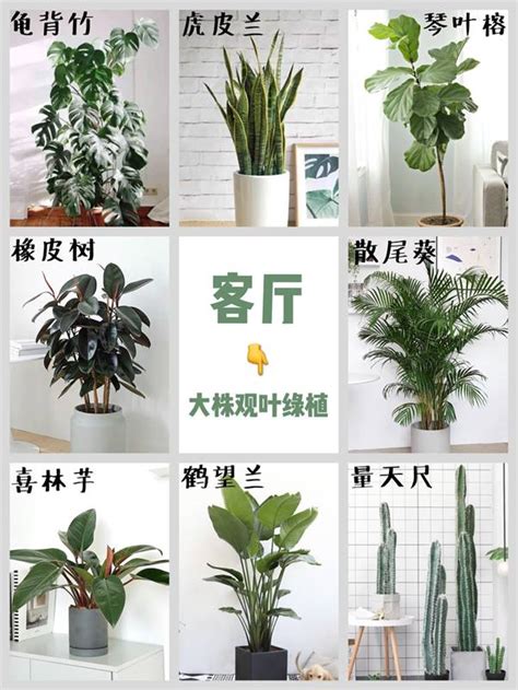 盆栽植物推薦|室內植物推薦｜7種室內盆栽推薦，適合居家布置觀葉 